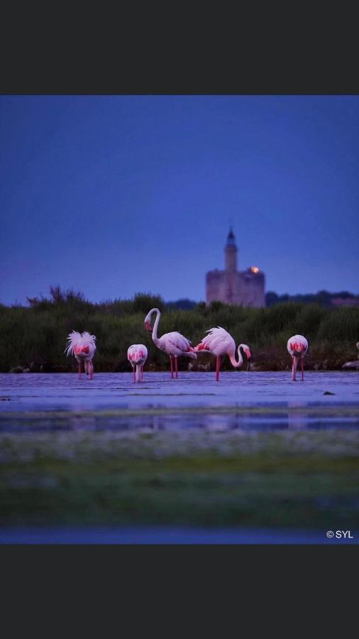 O 36 Rempart Sud B&B Aigues-Mortes Buitenkant foto